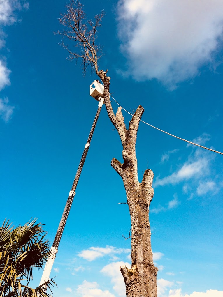 Abattage et démontage par sections d'un arbre mort en nacelle