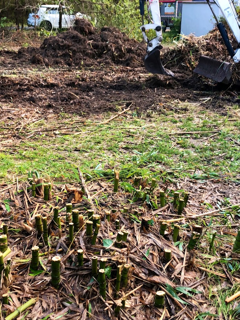 Coupe de bambous après débroussaillage de terrain en Gironde