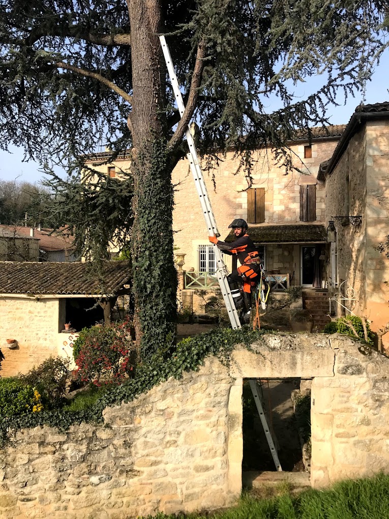 Élagage d'un grand arbre à Gironde-sur-Dropt par Art et bois élagage