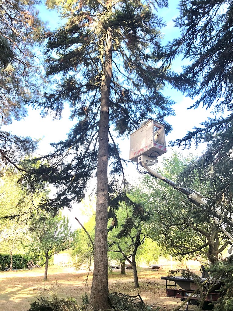 Élagage d'un grand conifère en nacelle près de La Réole