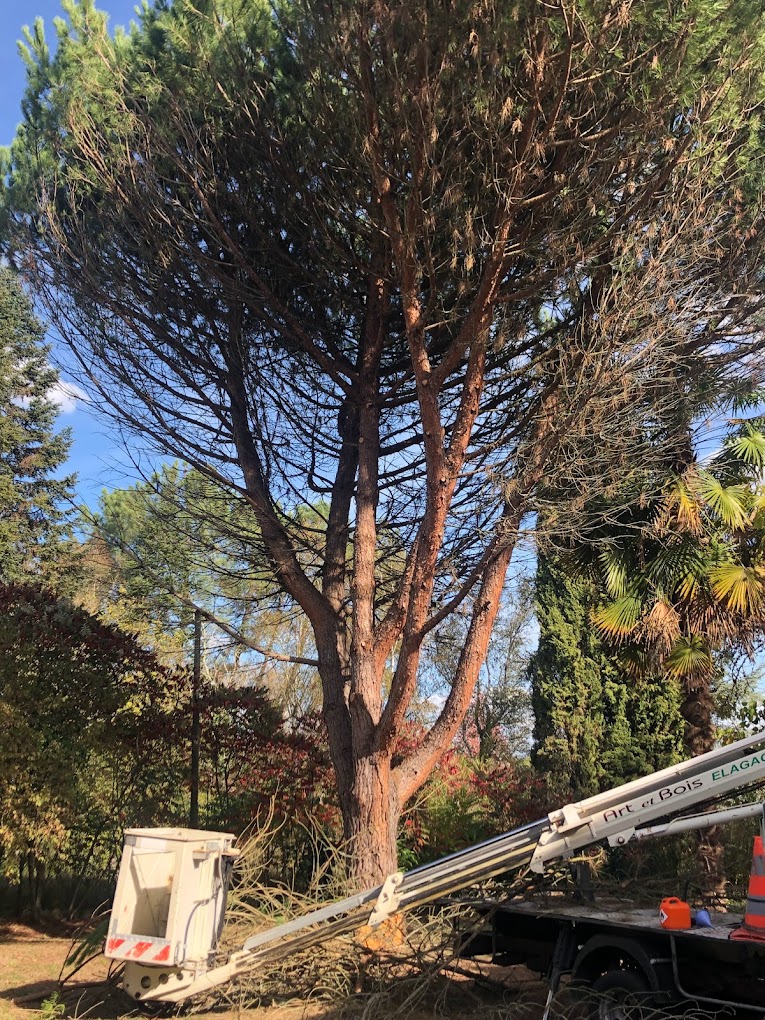 Élagage d'un pin en nacelle par l'élagueur Art et bois élagage