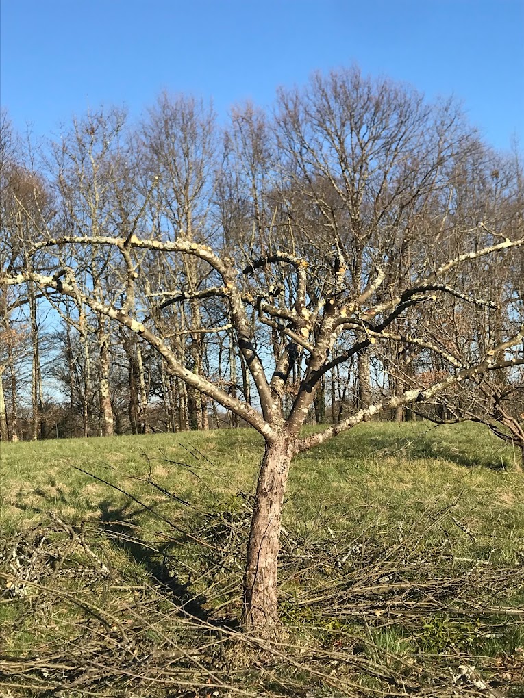 Taille de formation d'un arbre fruitier en Gironde