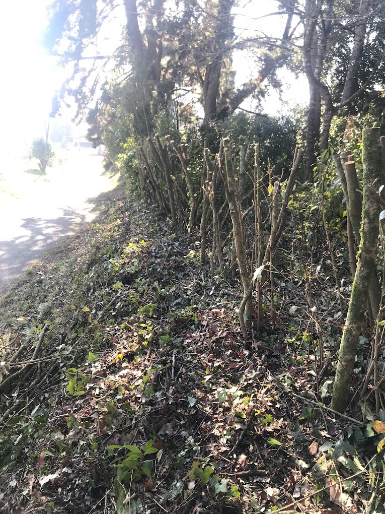Taille de haie en bord de chemin en Gironde (33)